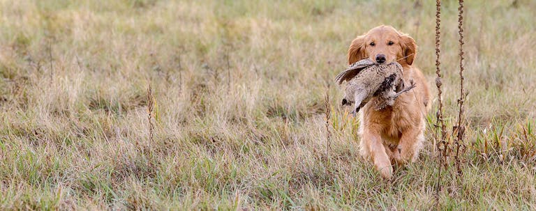 How to Train a Golden Retriever to Hunt